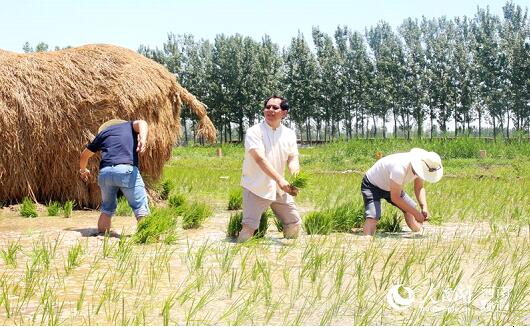 【轮播图】河南新乡水牛赵村：稻田种出艳阳天