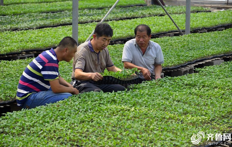 聊城茌平耿店村：百座蔬菜大棚包裹下的新农村_fororder_5