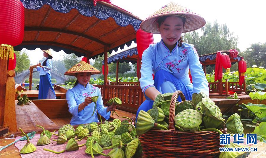 山东台儿庄：赏花采莲正当时