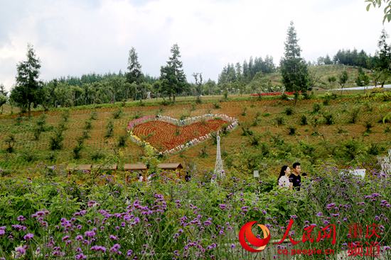 【区县联动】【石柱】石柱：小小莼菜芽 成推动农旅融合发展大产业 【区县联动】小小莼菜芽 成推动农旅融合发展大产业