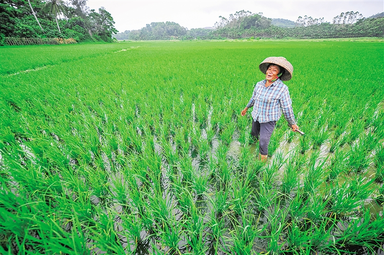 末尾有图【市县】【即时快讯】晚稻上农业保险农民种田更踏实