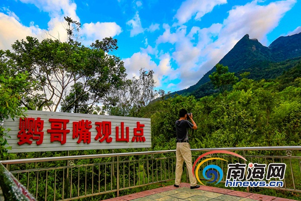 末尾有图【焦点图】【即时快讯】夏日鹦哥岭成为避暑圣地