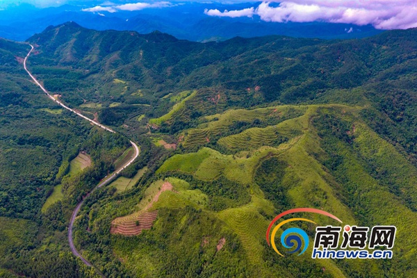 末尾有图【焦点图】【即时快讯】夏日鹦哥岭成为避暑圣地