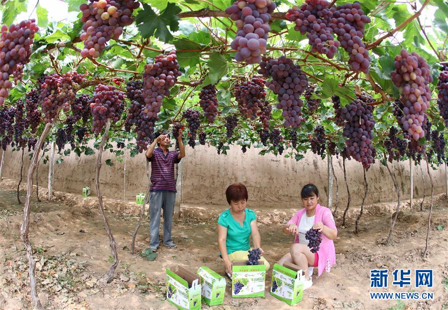 河北怀来：葡萄飘香惠农家