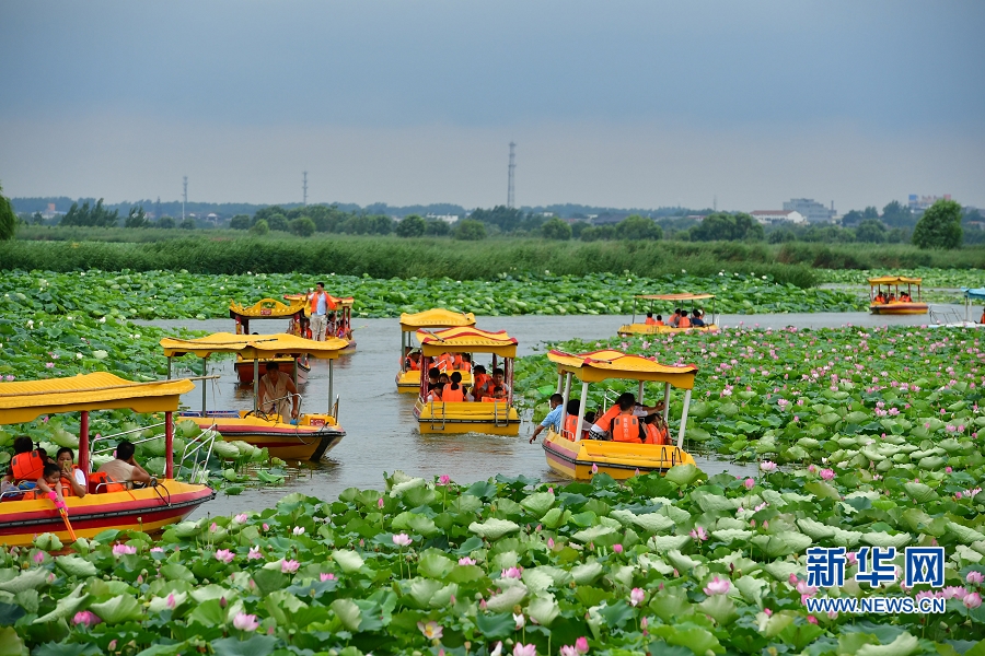 【轮播图】夏日赏荷