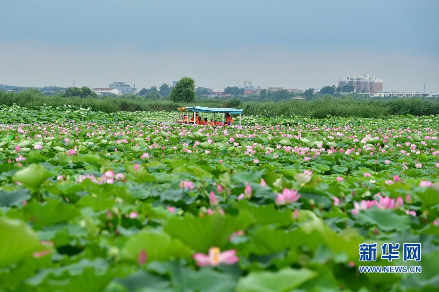 【轮播图】夏日赏荷