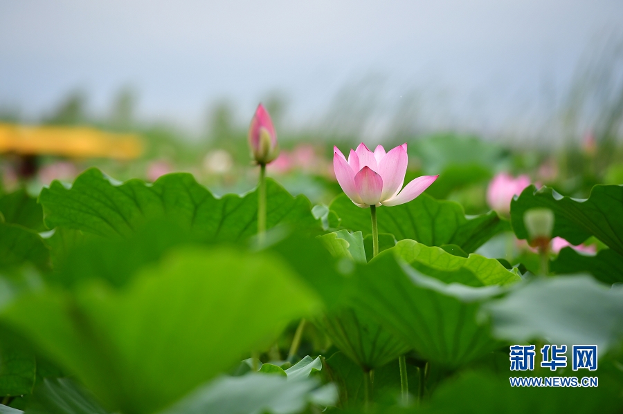 【轮播图】夏日赏荷