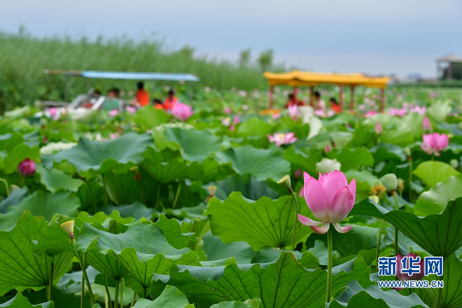 【轮播图】夏日赏荷