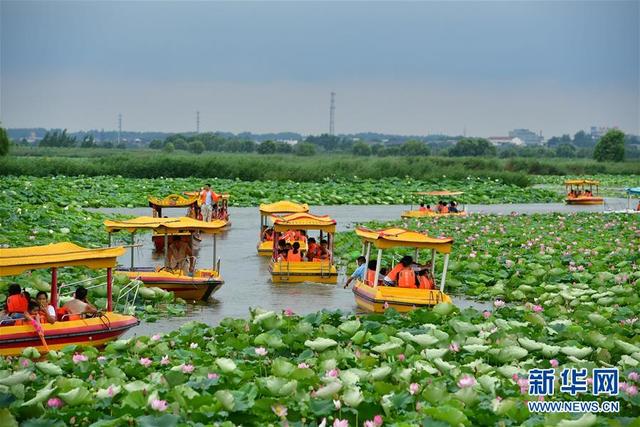 夏日赏荷