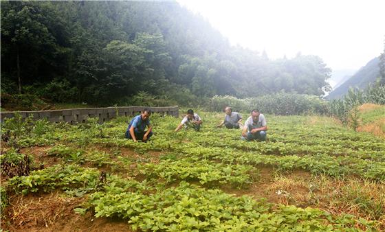 【区县联动】【巫山】巫山：油牡丹助农脱贫 村民找到“懒”产业【区县联动】巫山：油牡丹“懒”产业助农脱贫