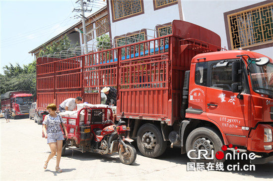 已过审【行游巴渝图文】重庆巫山曲尺中华名果脆李供不应求