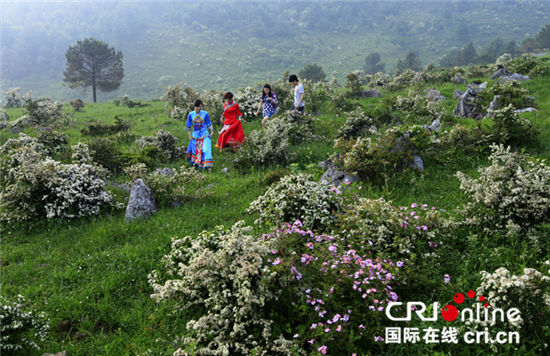 已过审【行游巴渝标题摘要】石柱县千野草场八月迎来摇滚秀