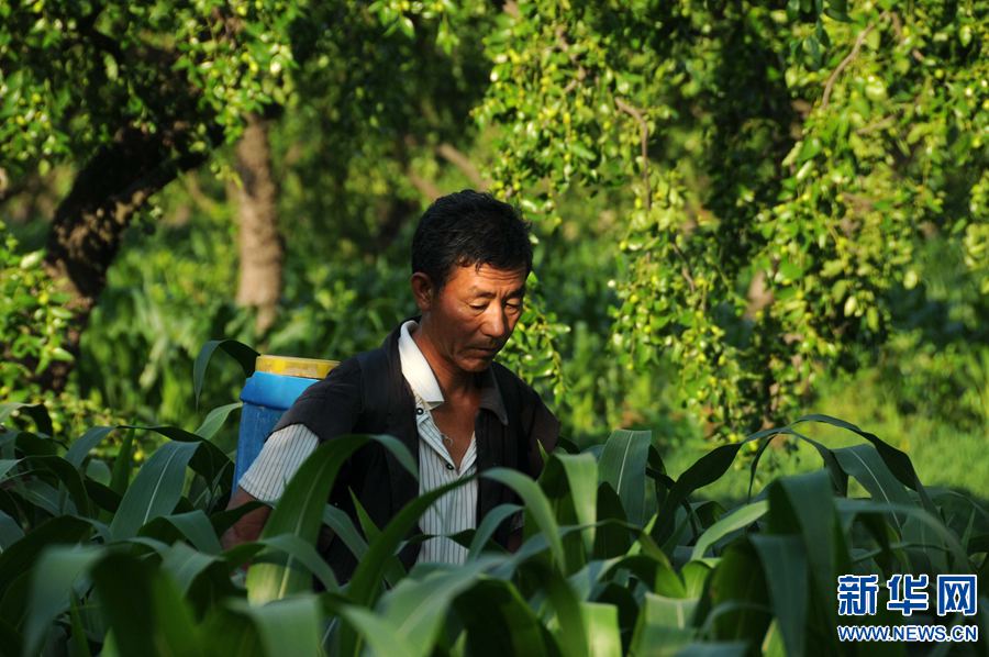 【轮播图】河南内黄：避高温 夏管忙