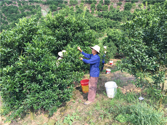 【区县联动】【丰都】丰都树人镇：强化柑橘产业管理 促进产质双提升【区县联动 列表】丰都强化柑橘产业管理 促进产质双提升