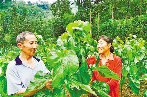 【能源环保列表】退耕还林 绿了山川富了民