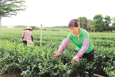 末尾有图【食品农业图文列表】【即时快讯】茶树抽新芽 绿叶变“金叶”