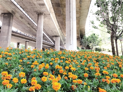 【区县联动】【江北】江北“见缝插针”种鲜花 打造多个桥下花园【区县联动】江北打造多个桥下花园