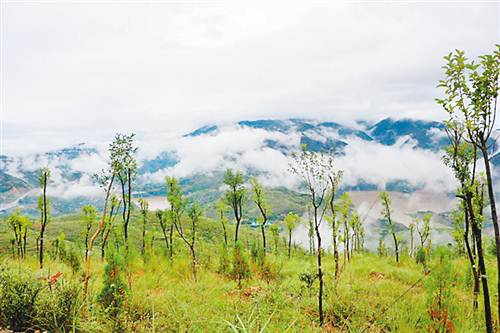 【区县联动】【巫山】向生态要效益 巫山“三招”守住绿水青山