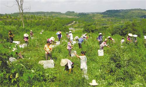 【区县联动】【潼南】10万亩荒山变“银行”