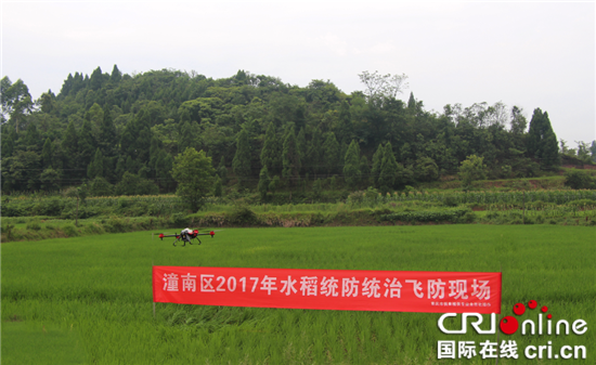 已过审【区县联动】【潼南】潼南采用植保无人机进行水稻病虫害统防统治【区县联动】潼南采用无人机进行水稻病虫害统防统治