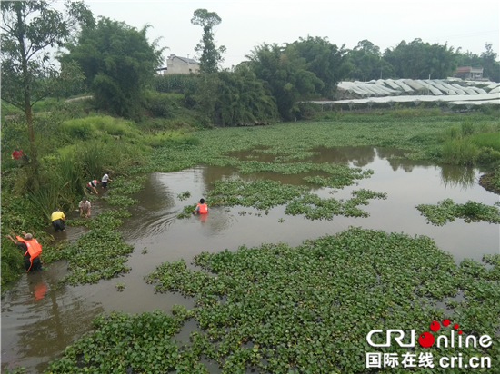 己过审【区县联动】【荣昌】荣昌龙集 40余名村民连续20日清除河面漂浮物