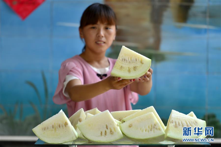 河北威县“三白西瓜”飘香上市