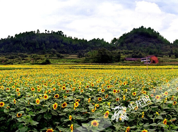 【区县联动】【涪陵】除了涪陵榨菜还知道什么？带你全方位了解涪陵【区县联动】规划师带你全方位了解涪陵