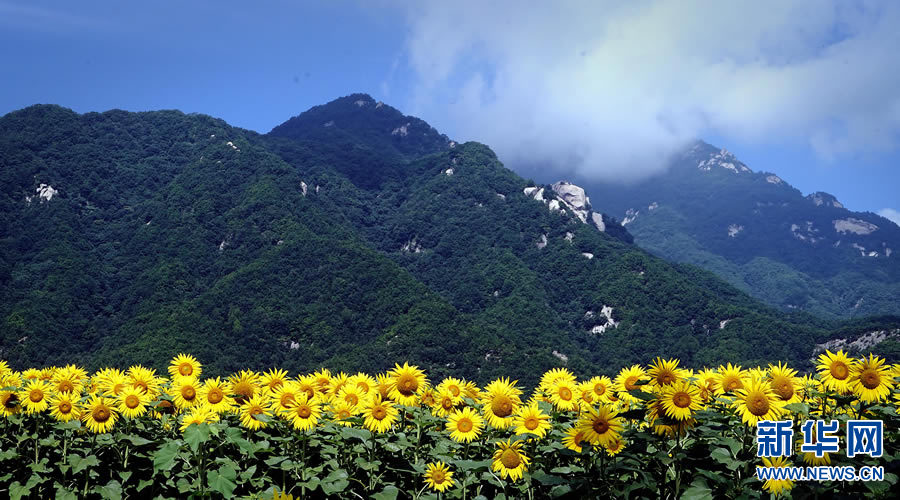 【轮播图】油葵绽笑脸 山乡新景观