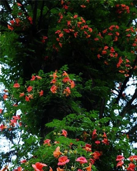 【焦点图】黔江杉岭乡发现一棵百年凌霄花