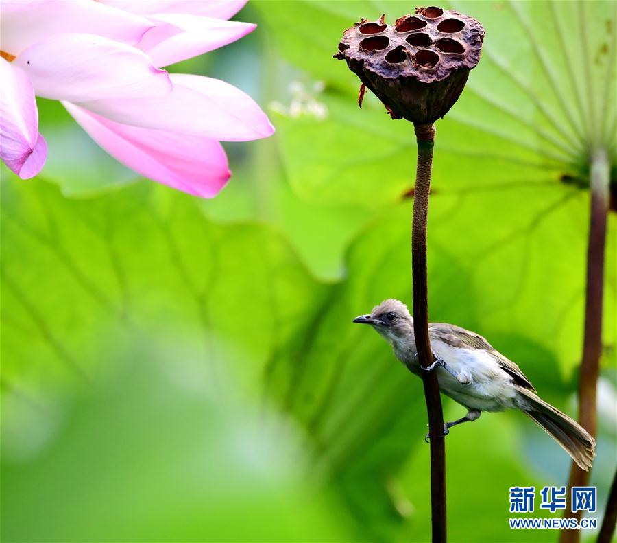 福州：看花观鸟两相宜