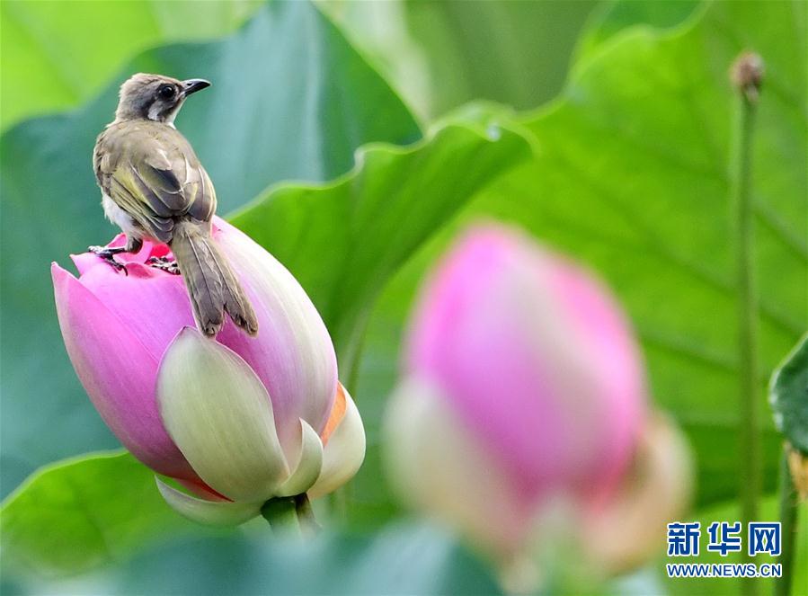 福州：看花观鸟两相宜