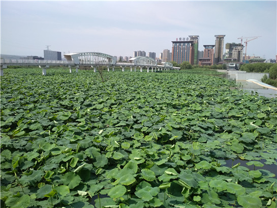 【灞桥专题  魅力灞河·传承辉煌 显示图在稿件最下方】 周末赏花 西安灞桥生态湿地公园千亩荷塘荷花开