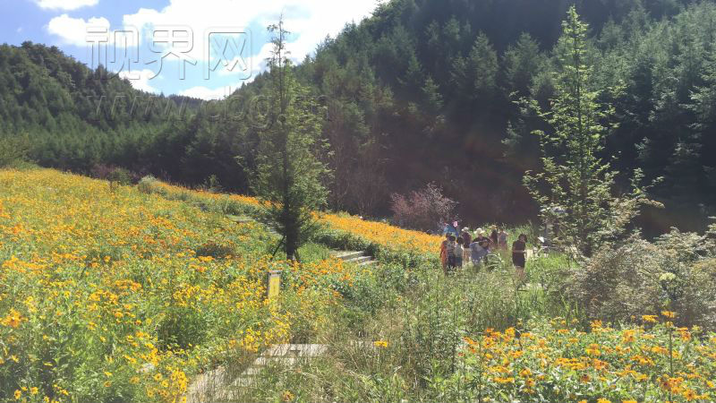 【行游巴渝 标题 摘要】奉节：神仙坝花海盛宴 百亩花海醉游人