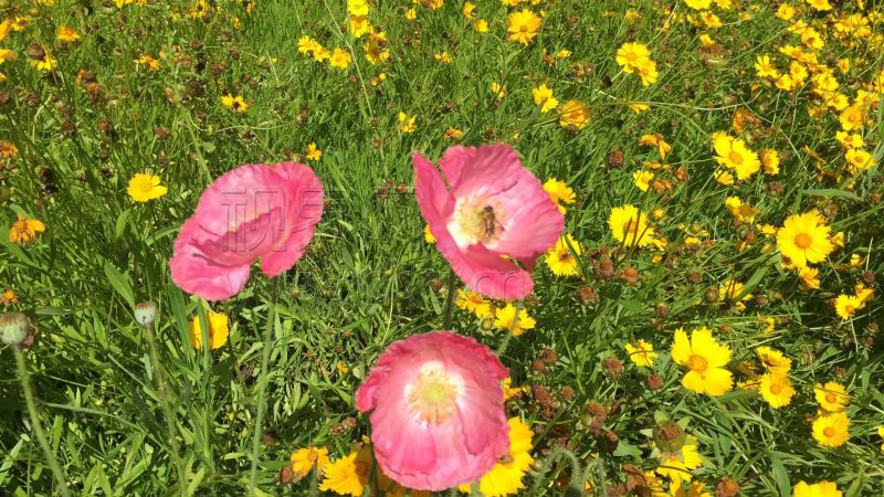 【行游巴渝 标题 摘要】奉节：神仙坝花海盛宴 百亩花海醉游人