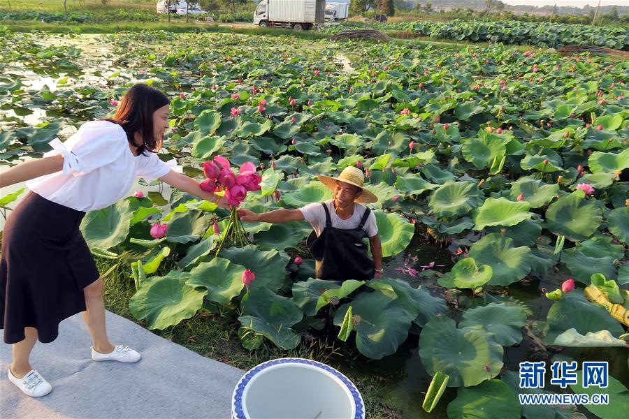 “荷塘月色”助推长兴农民增收致富