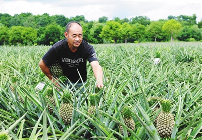 末尾有图【食品农业图文列表】【即时快讯】澄迈农技携手电商 护航凤梨产销