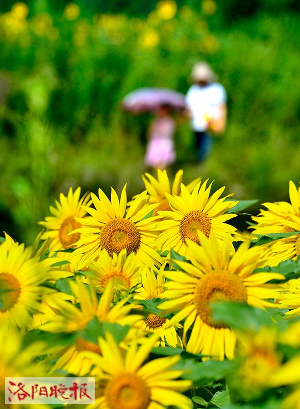 洛阳栾川 大片油葵花开正艳