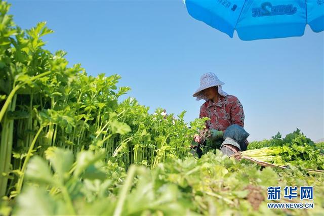 甘肃定西：夏季蔬菜采收忙