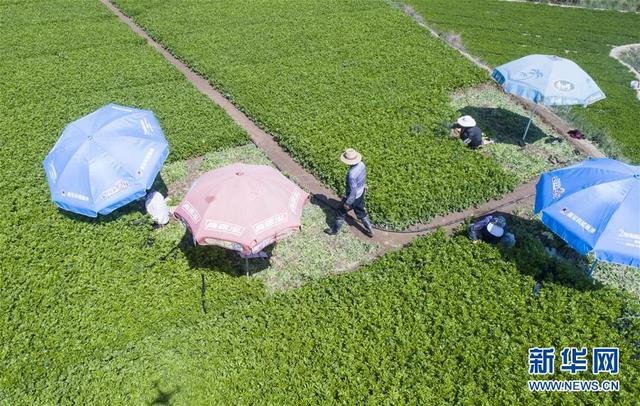 甘肃定西：夏季蔬菜采收忙