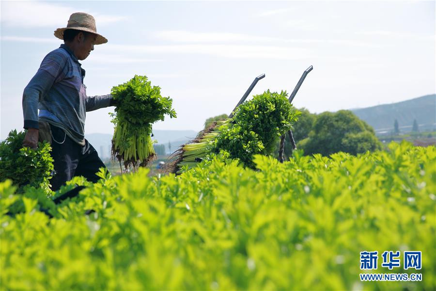 甘肃定西：夏季蔬菜采收忙