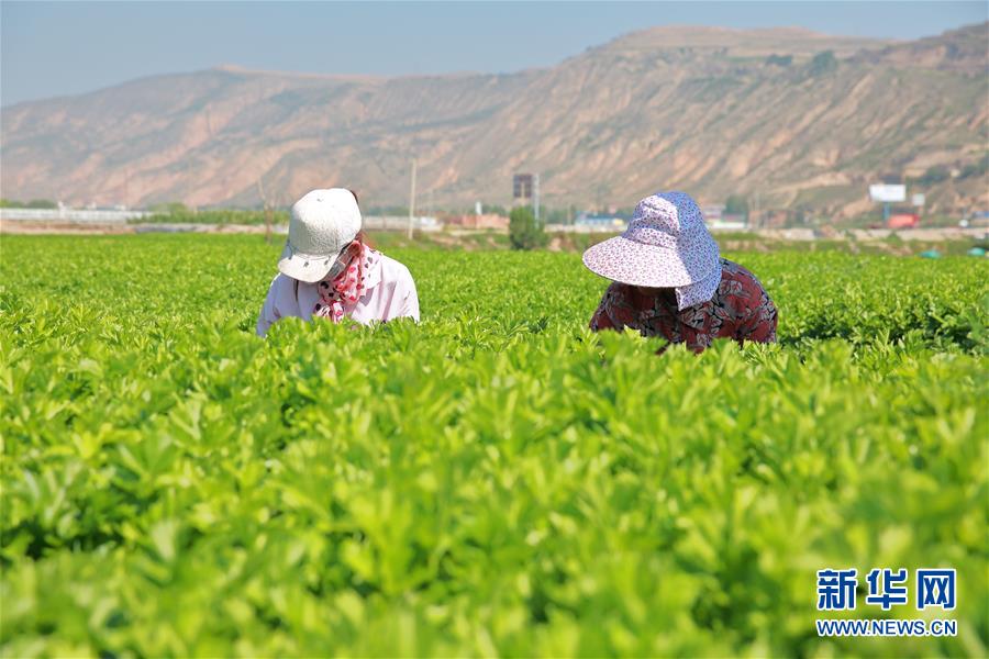 甘肃定西：夏季蔬菜采收忙