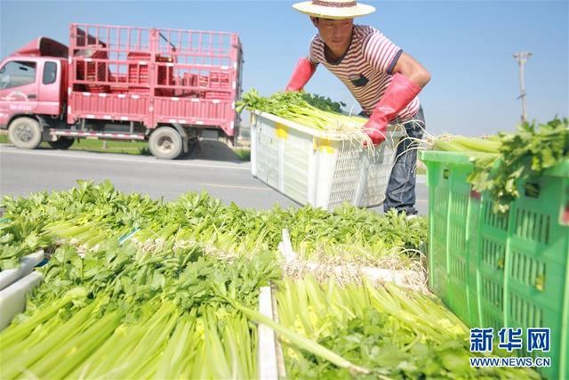 甘肃定西：夏季蔬菜采收忙