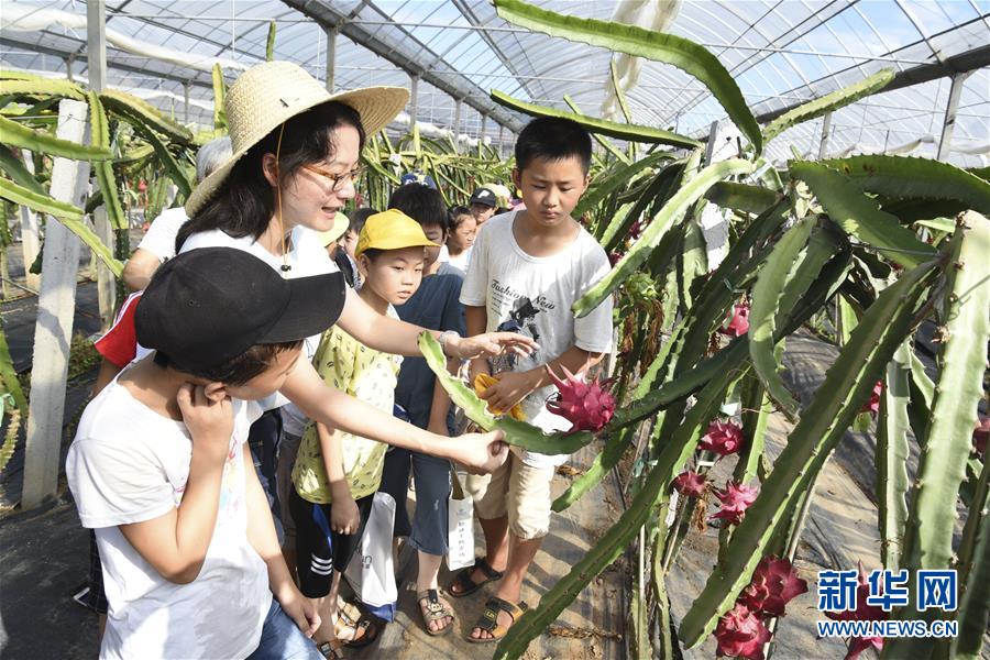 田间课堂 乐享暑假