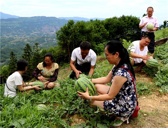 【区县联动】【江津】江津蔡家镇：利用畜粪种西瓜助村民增收