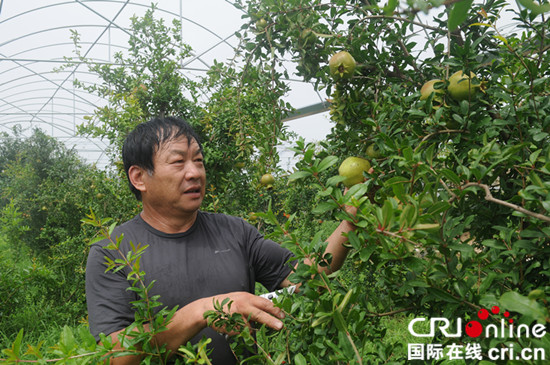 淄博淄川：农民张汉修让废弃矿坑变成花果山_fororder_3_副本