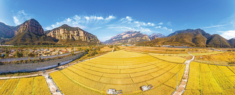 晋中市左权县：百亩水稻试种成功 喜迎丰收