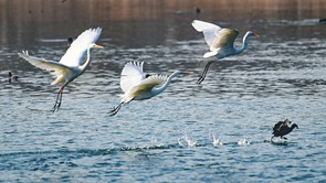 太原汾河湿地公园：野生鸟类在水面尽情嬉戏 奏响春天乐章