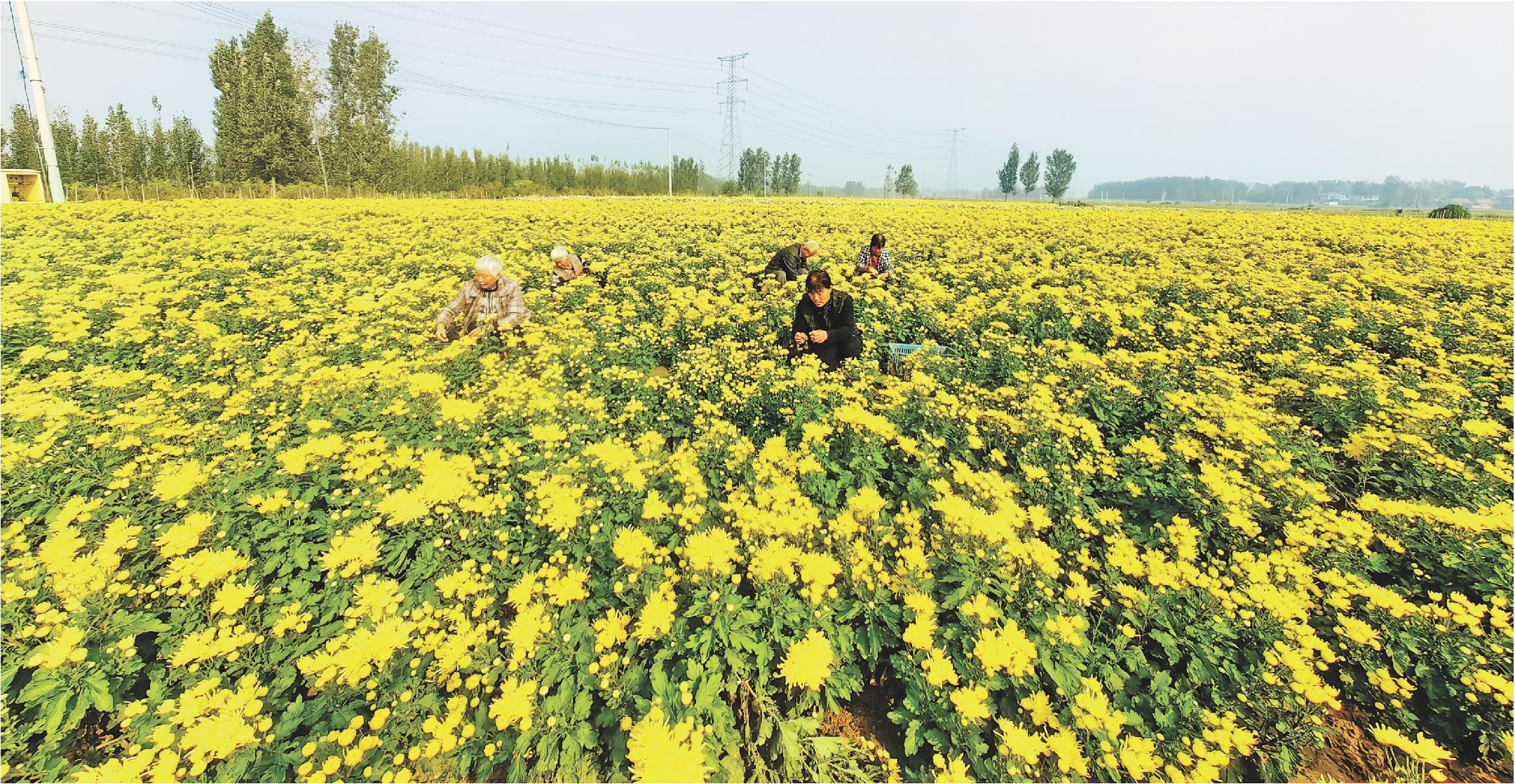 山东菏泽：朵朵金丝菊绽放“致富花”