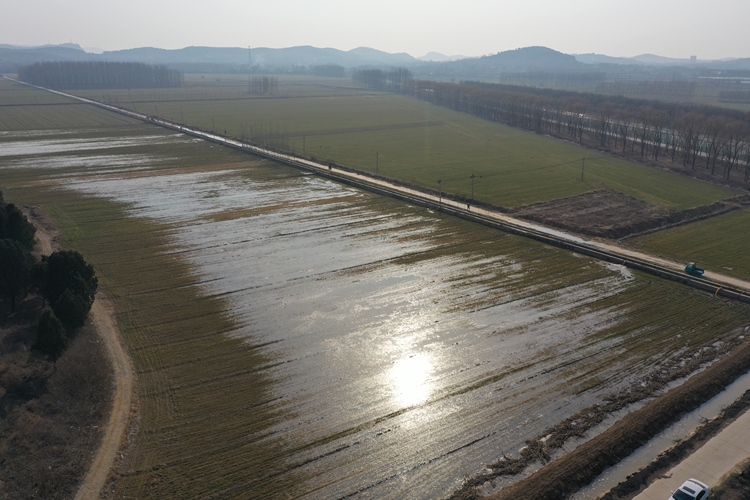 济南平阴：小麦畅饮黄河水 灌出沃野好“丰”景_fororder_平阴宣传部