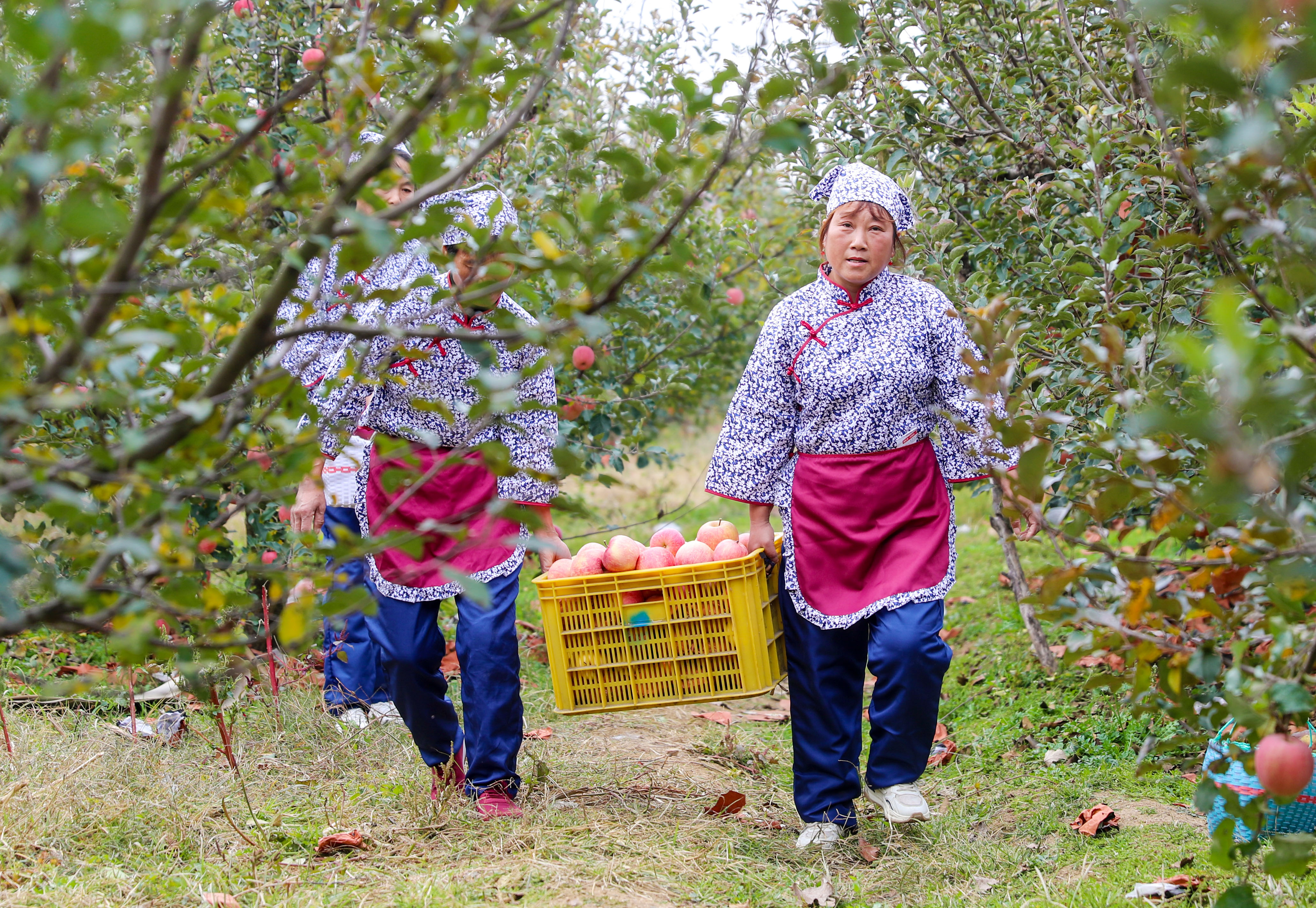 山东莱西：苹果丰收忙 乡村产业旺